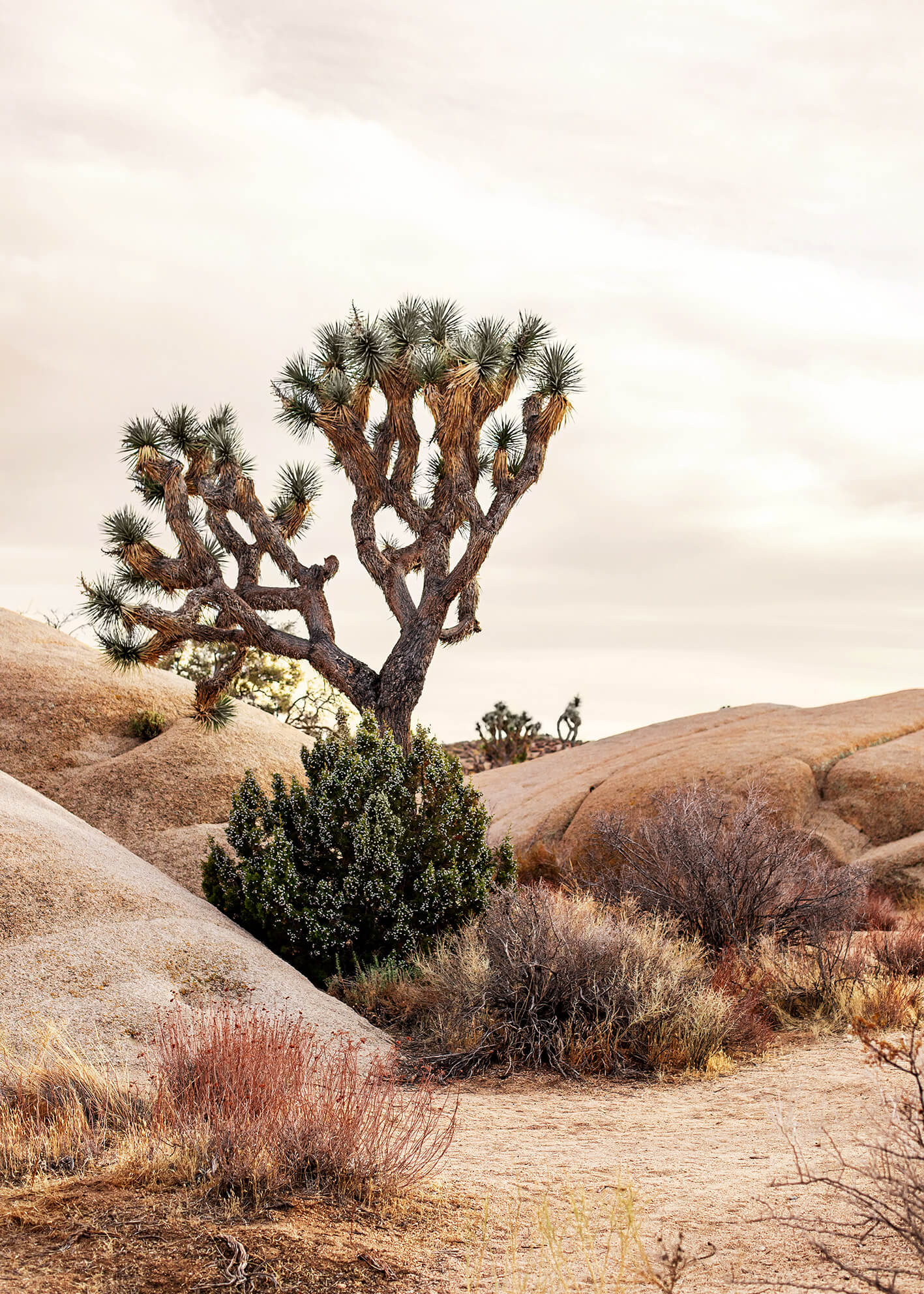 Ljuddämpande tavla - Joshua Tree Desert