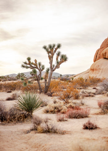 Ljuddämpande tavla - Desert of California