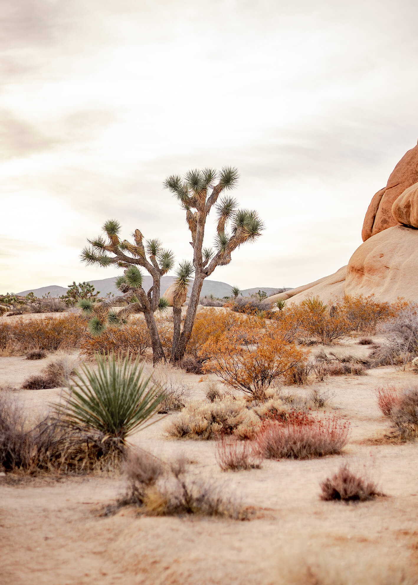 Ljuddämpande tavla - Desert of California