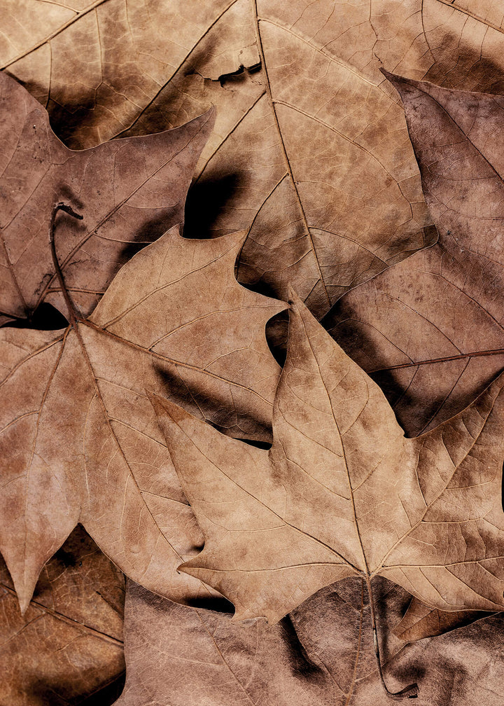 Ljuddämpande tavla - Dry Leaves