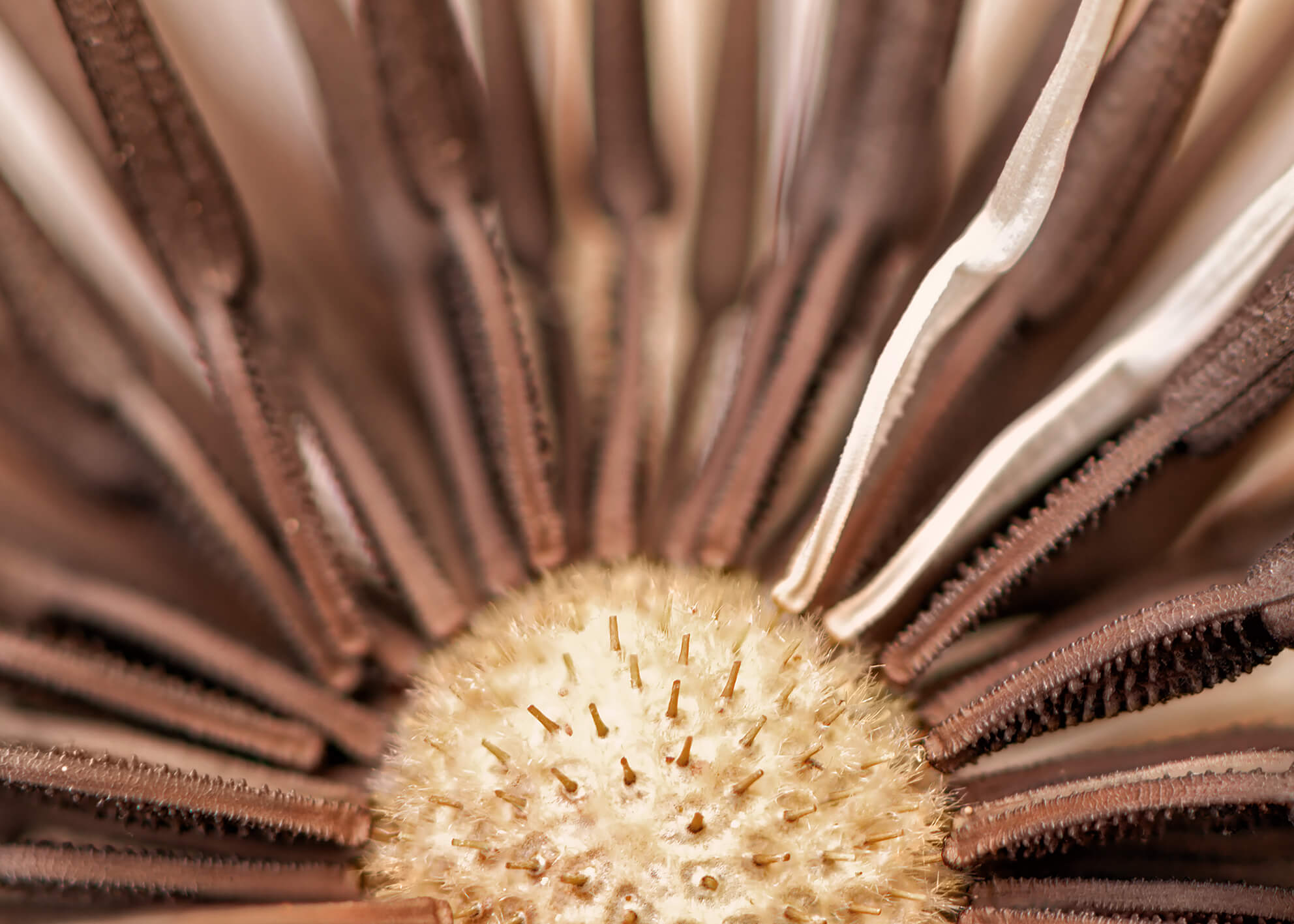 Ljuddämpande tavla - Dry Dandelion