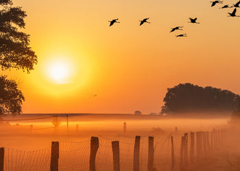 Ljuddämpande tavla - Sunrise Birds