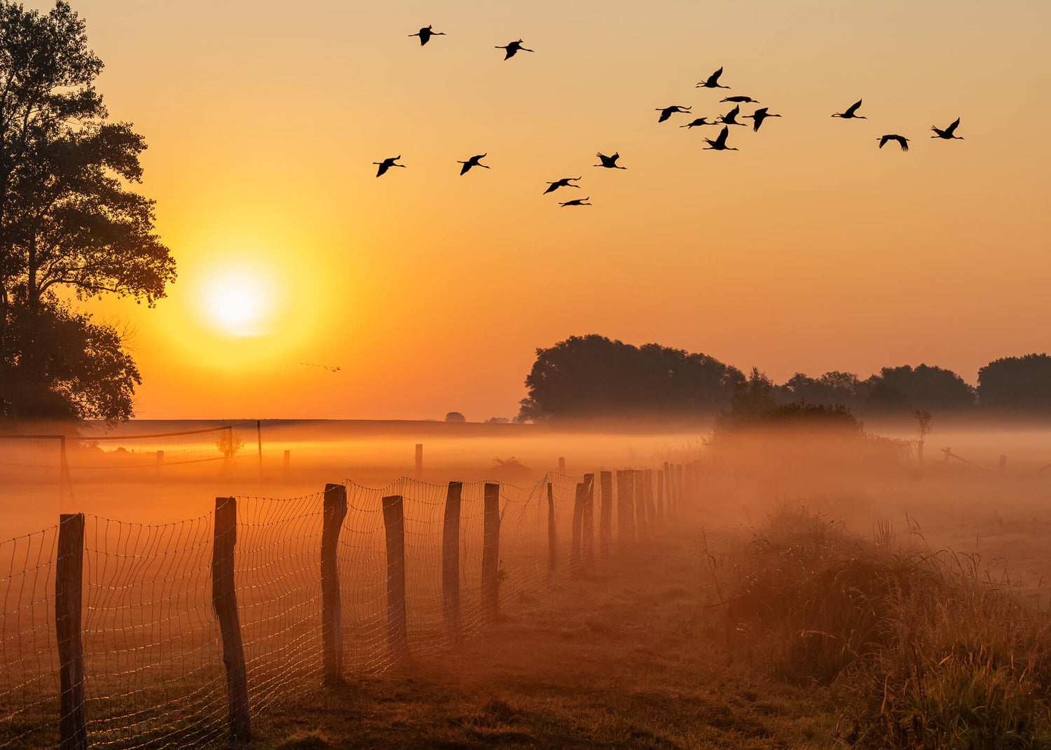 Ljuddämpande tavla - Sunrise Birds