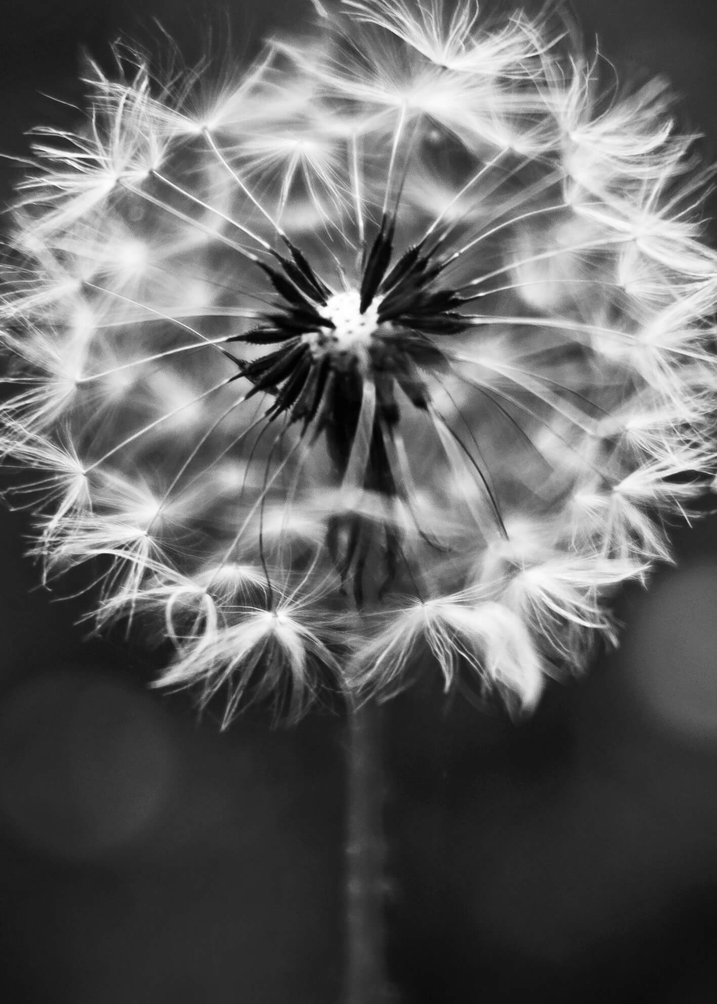 Ljuddämpande tavla - Dandelion wish