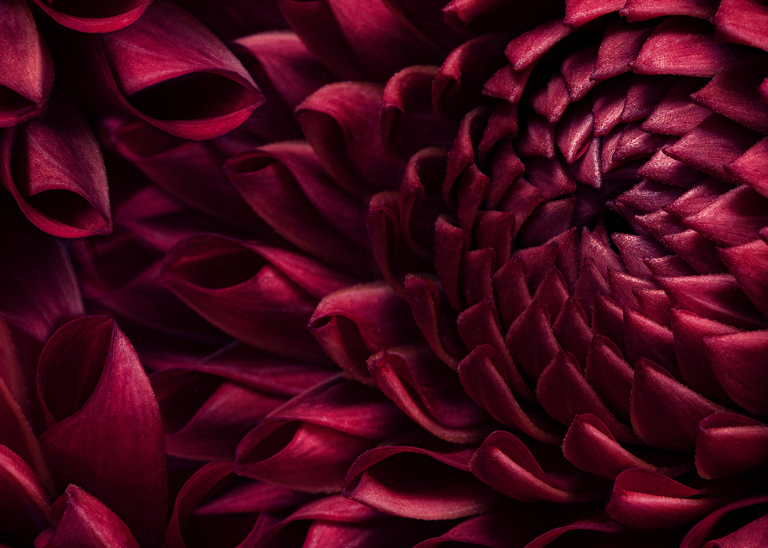Ljuddämpande tavla - Dahila Viva Magenta