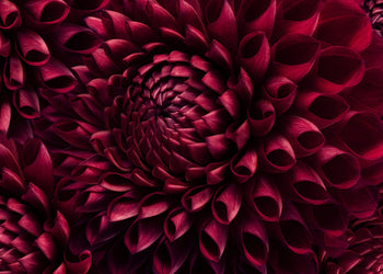 Ljuddämpande tavla - Dahila Viva Magenta