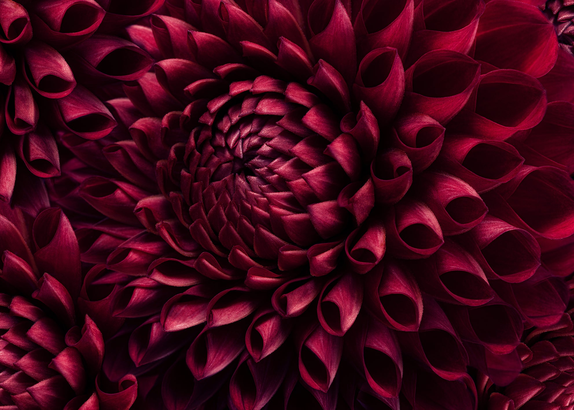 Ljuddämpande tavla - Dahila Viva Magenta