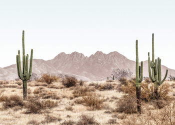 Canvastavla - Four Peaks Wilderness