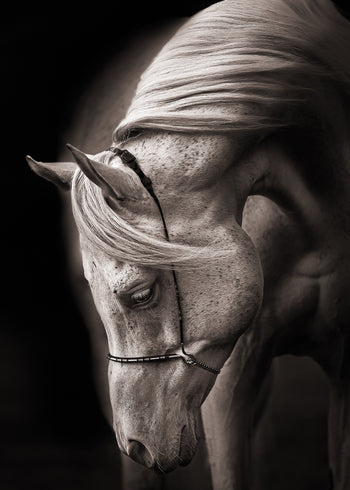 Canvastavla - Equestrian Harmony