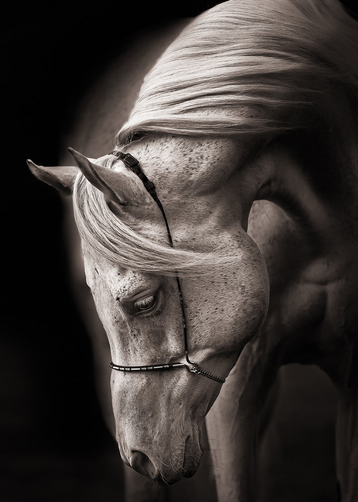 Canvastavla - Equestrian Harmony