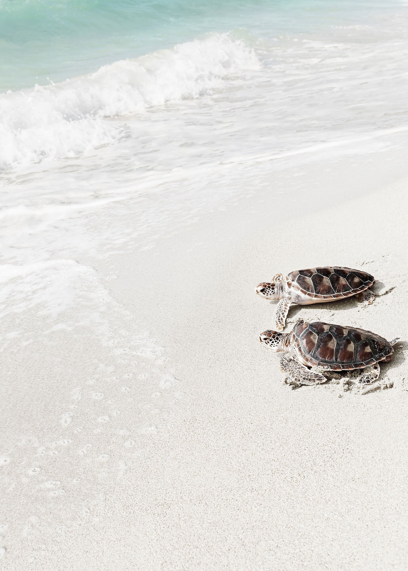 Ljuddämpande tavla - Turtle on the beach