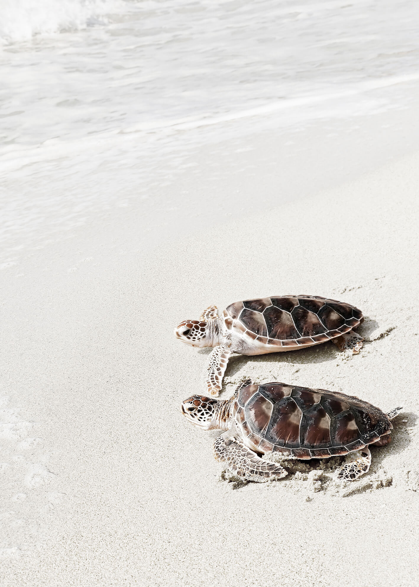 Ljuddämpande tavla - Turtle on the beach