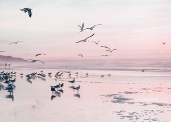 Ljuddämpande tavla - Birds and pink sunset