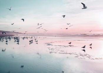 Ljuddämpande tavla - Birds and pink sunset