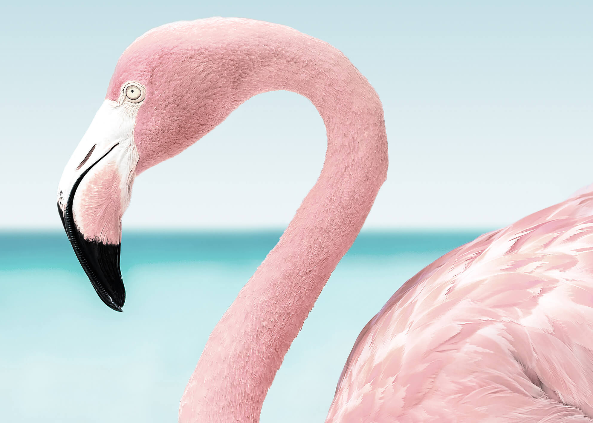 Ljuddämpande tavla - Pink flamingo