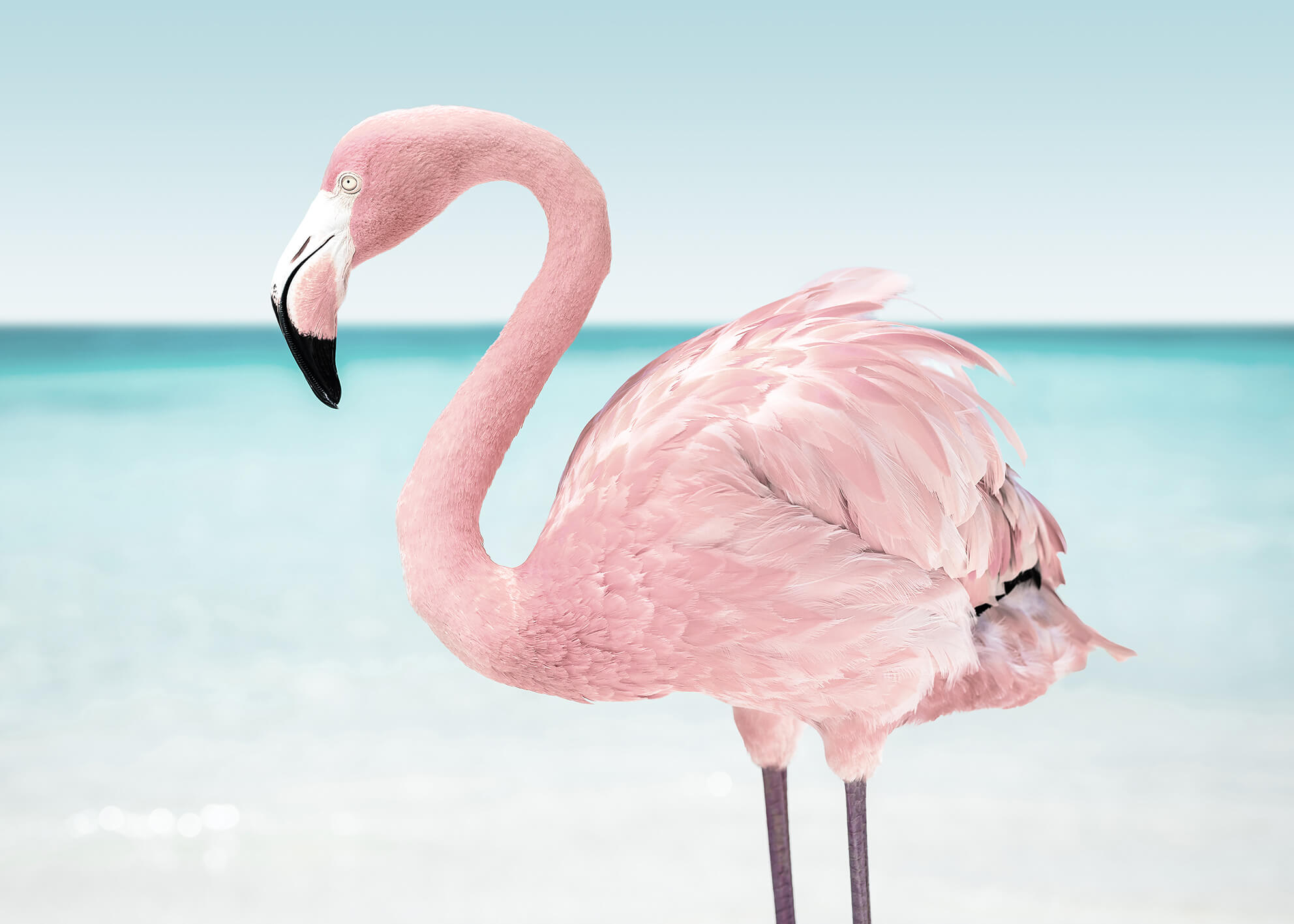 Ljuddämpande tavla - Pink flamingo