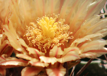 Ljuddämpande tavla - Ferocactus