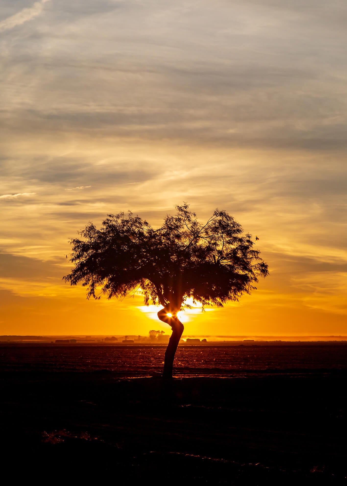 Ljuddämpande tavla - Sunrise tree