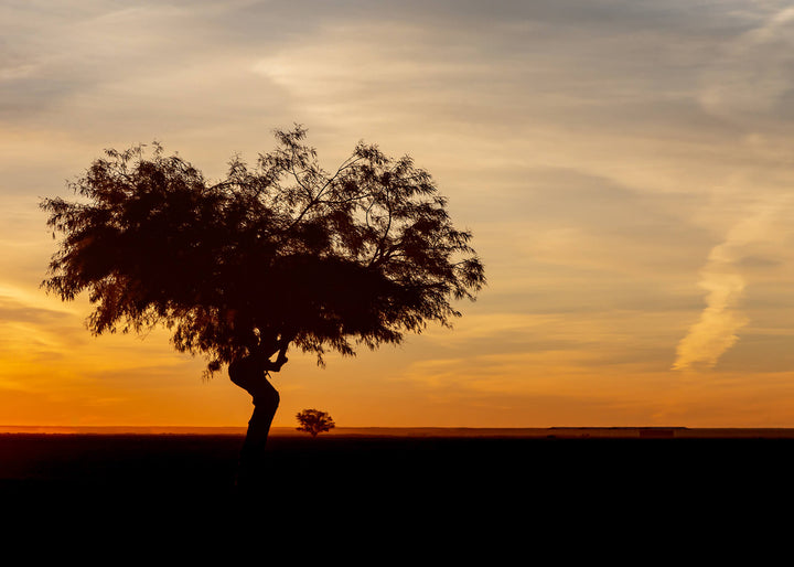 Ljuddämpande tavla - African landscape