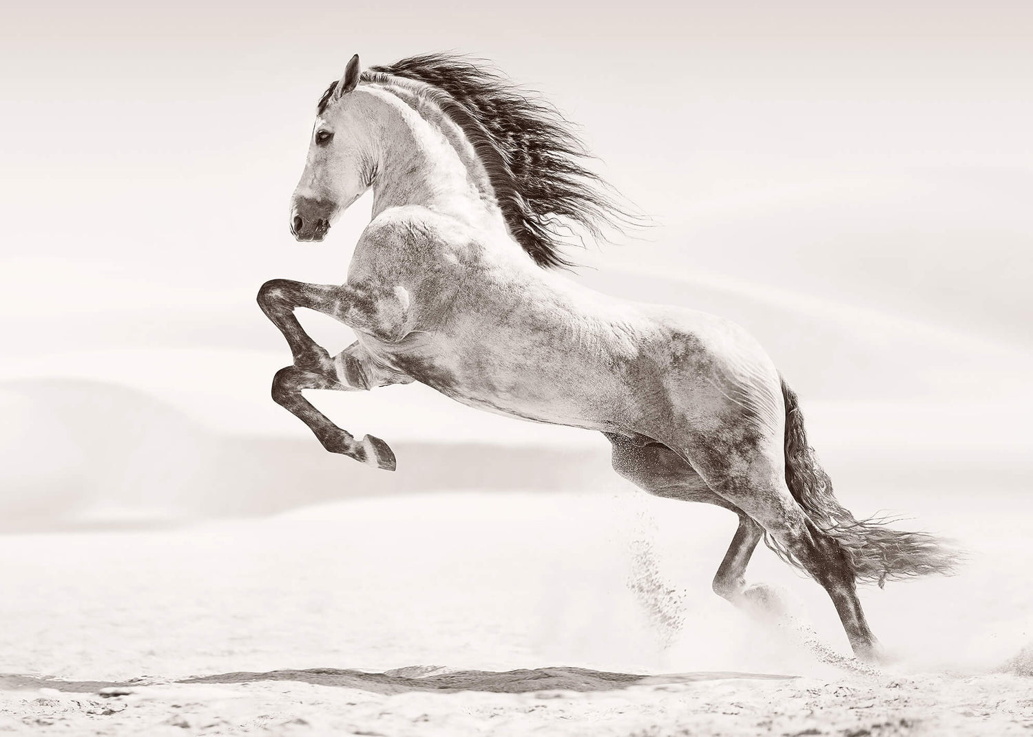 Ljuddämpande tavla - Desert horse