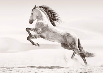 Ljuddämpande tavla - Desert horse