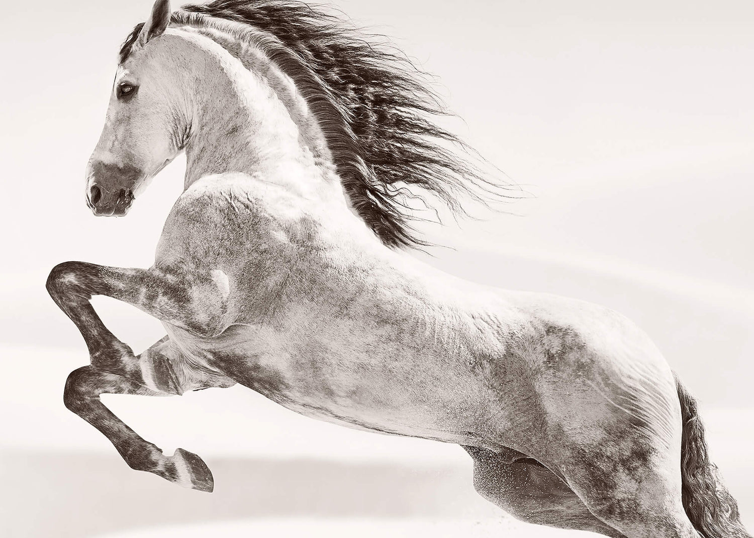 Ljuddämpande tavla - Desert horse