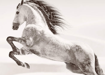 Ljuddämpande tavla - Desert horse