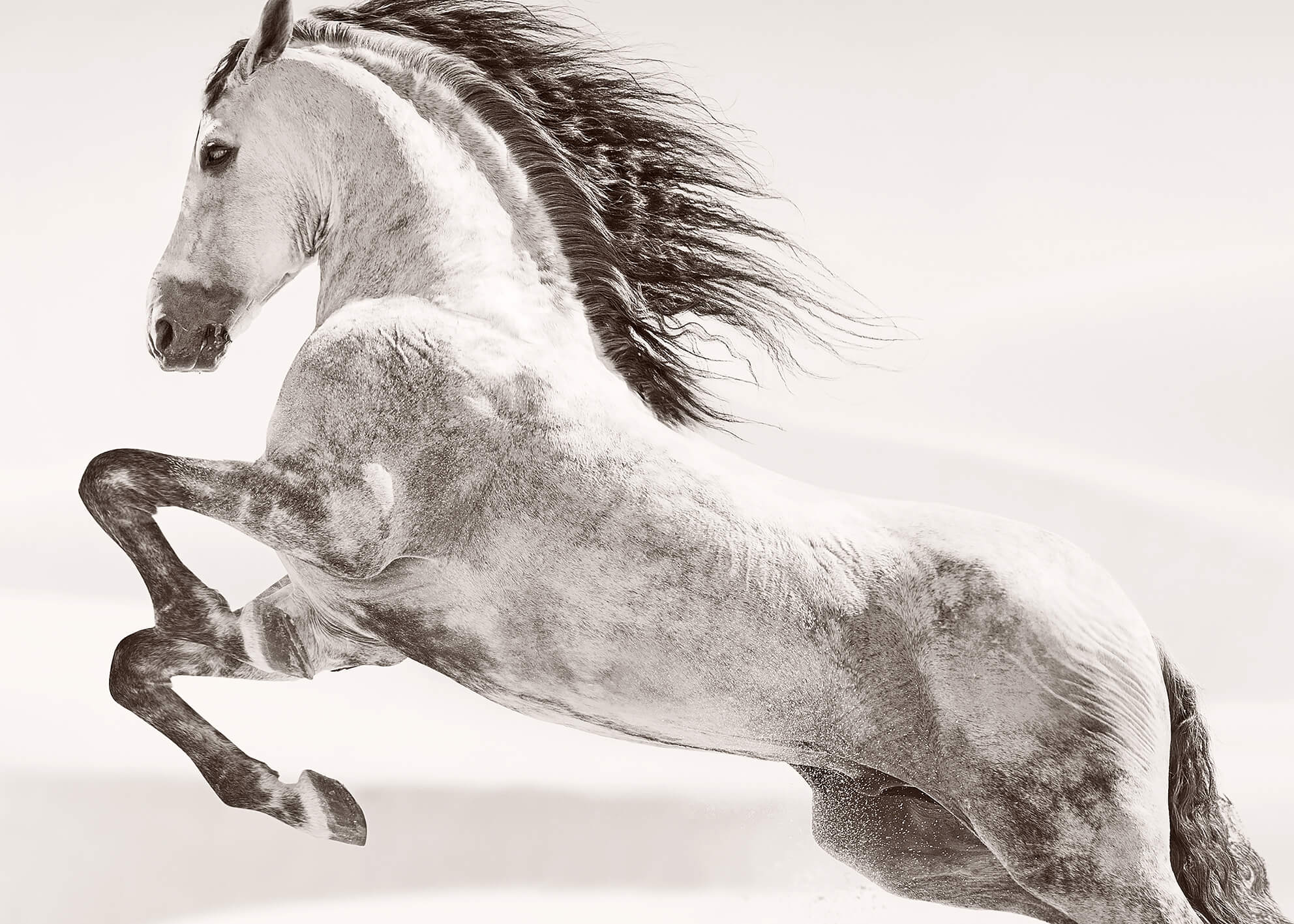 Ljuddämpande tavla - Desert horse