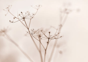 Ljuddämpande tavla - Dry wildflower
