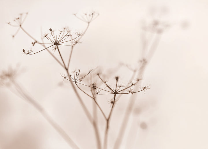 Ljuddämpande tavla - Dry wildflower