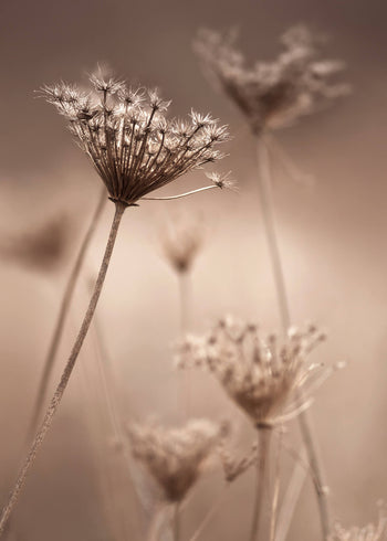 Ljuddämpande tavla - Boho flower