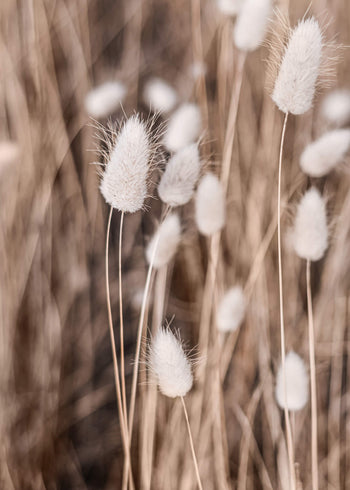 Ljuddämpande tavla - Soft flowers 