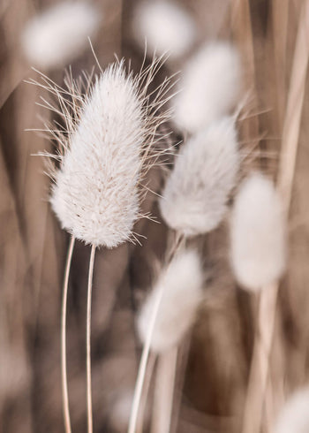 Ljuddämpande tavla - Soft flowers 
