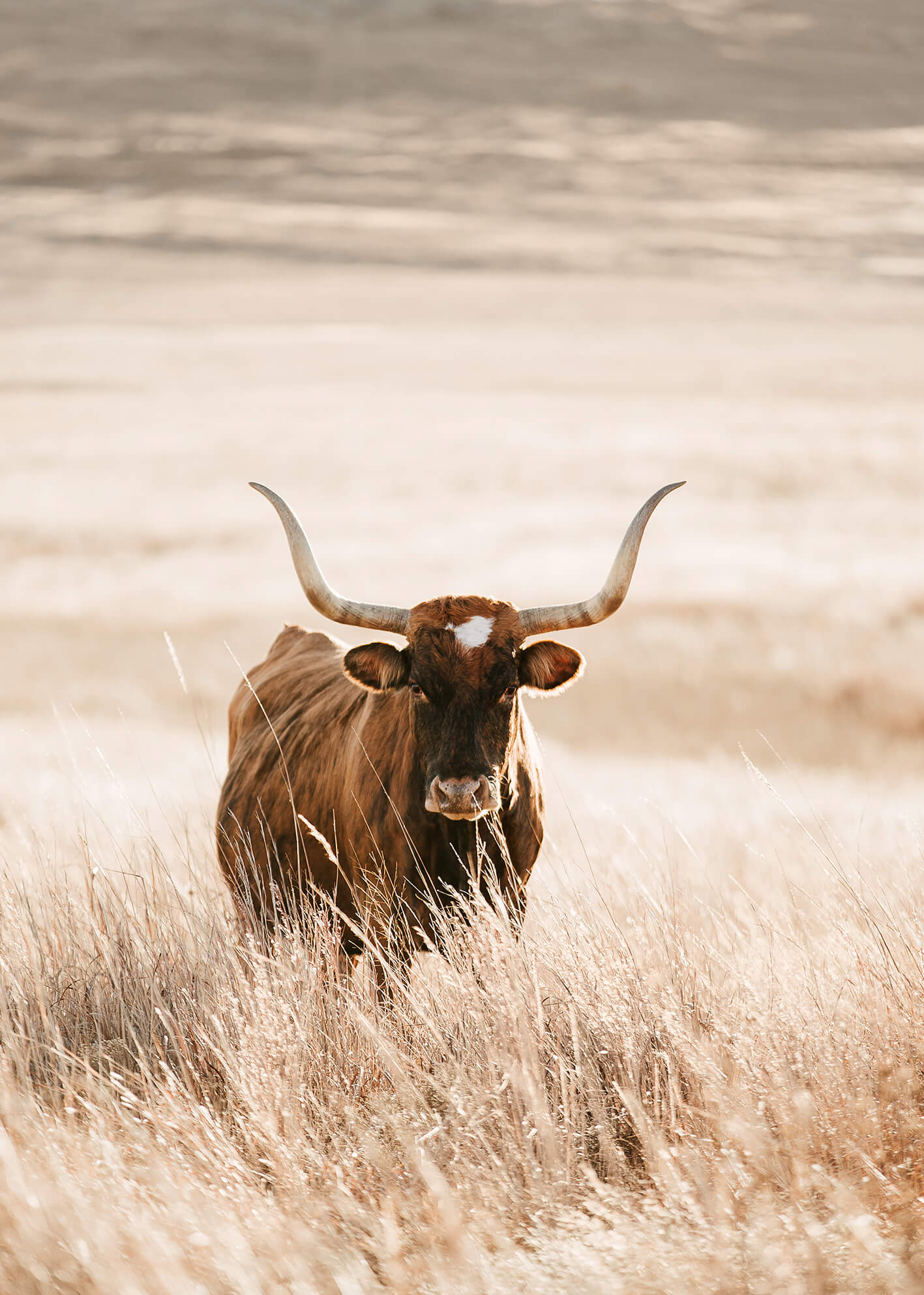Ljuddämpande tavla - Longhorn