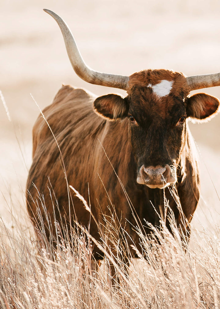 Ljuddämpande tavla - Longhorn