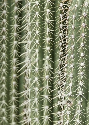 Ljuddämpande tavla - Green Cactus