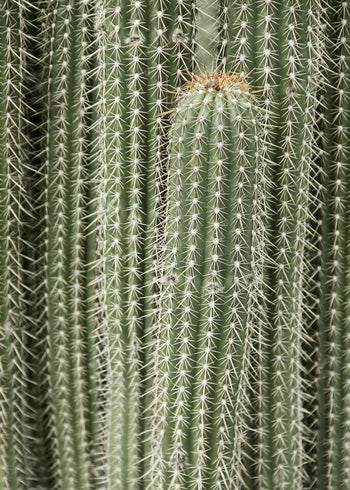 Ljuddämpande tavla - Green Cactus