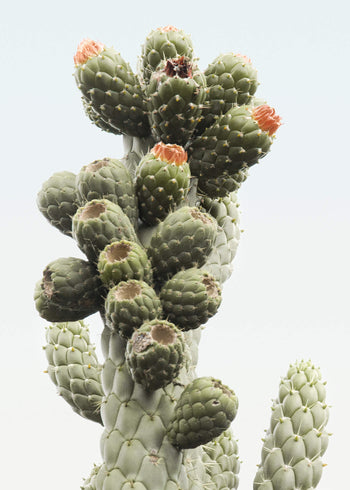Ljuddämpande tavla - Desert  Cactus 