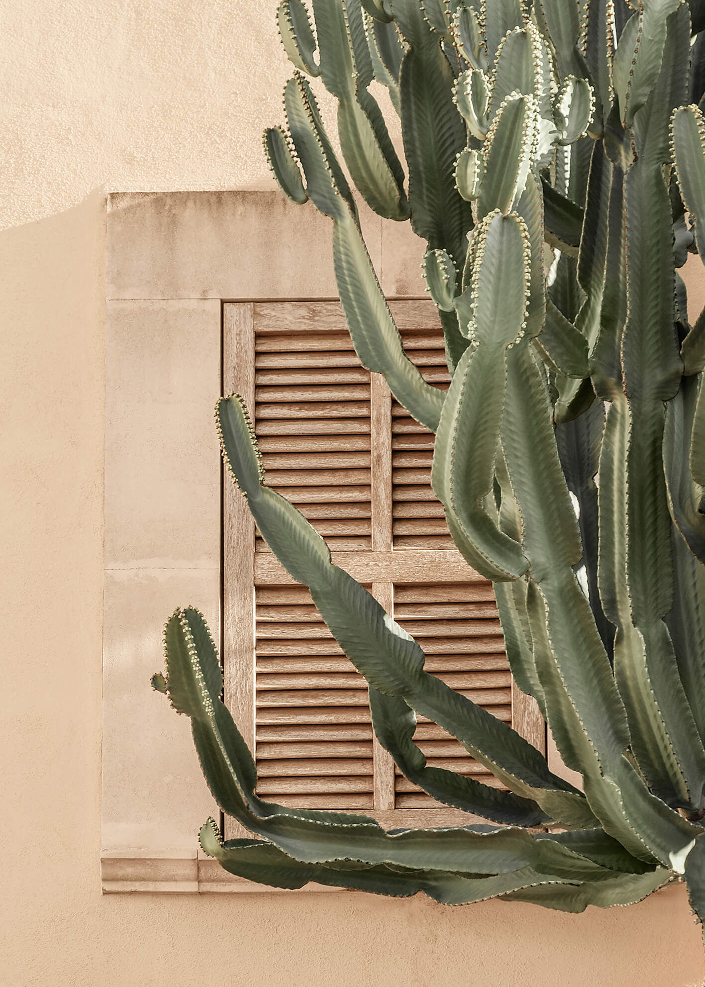 Ljuddämpande tavla - Mediterranean Cactus