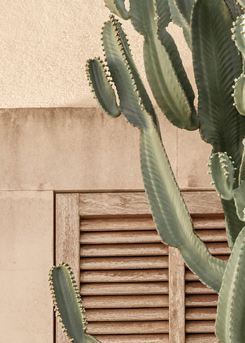 Ljuddämpande tavla - Mediterranean Cactus