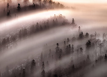 Ljuddämpande tavla - Misty Forest