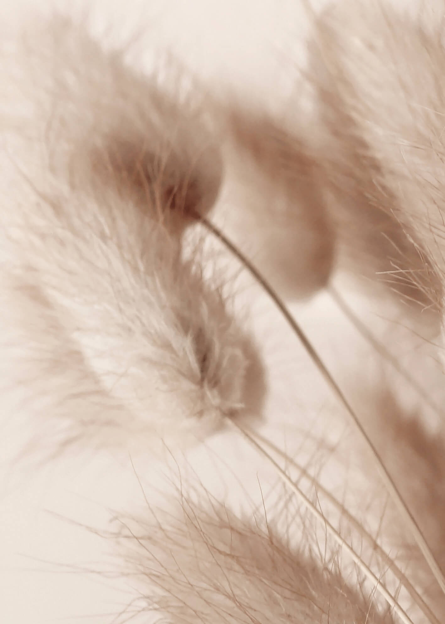 Ljuddämpande tavla - Soft Pampas No2