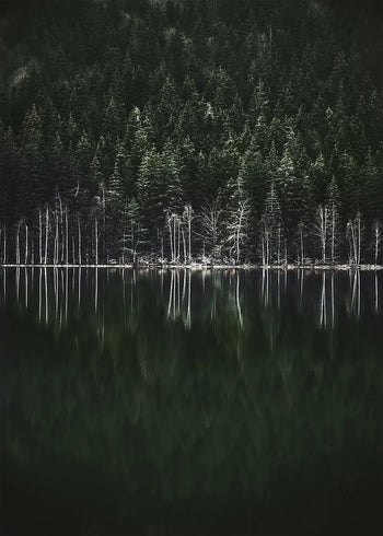 Poster - Moody Forest