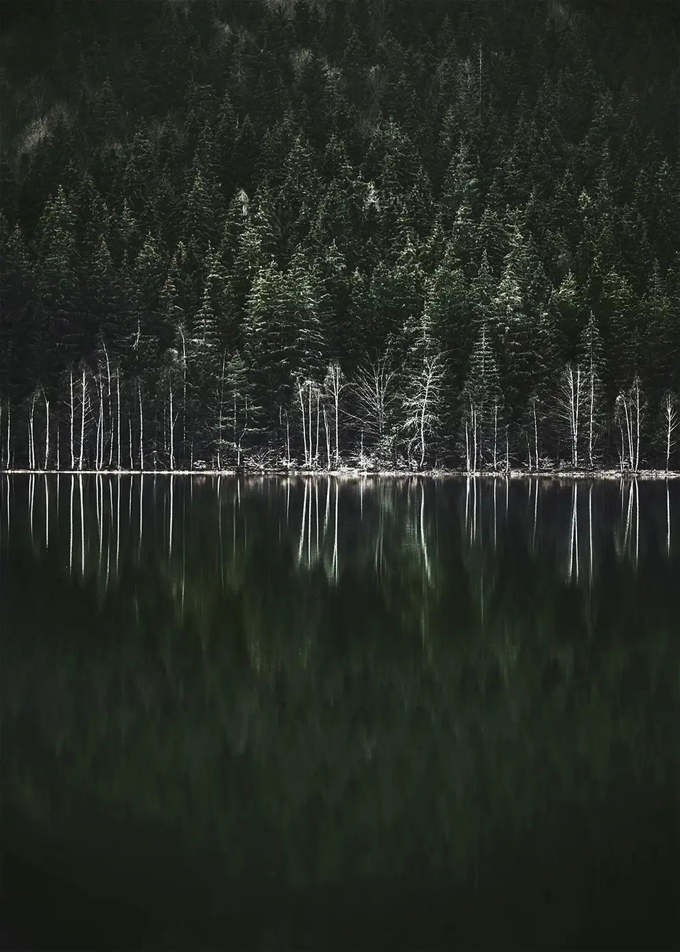 Poster - Moody Forest