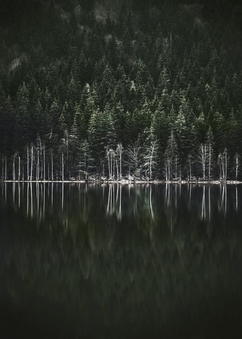 Canvastavla - Moody Forest