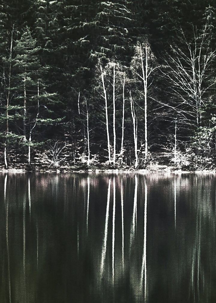 Canvastavla - Moody Forest