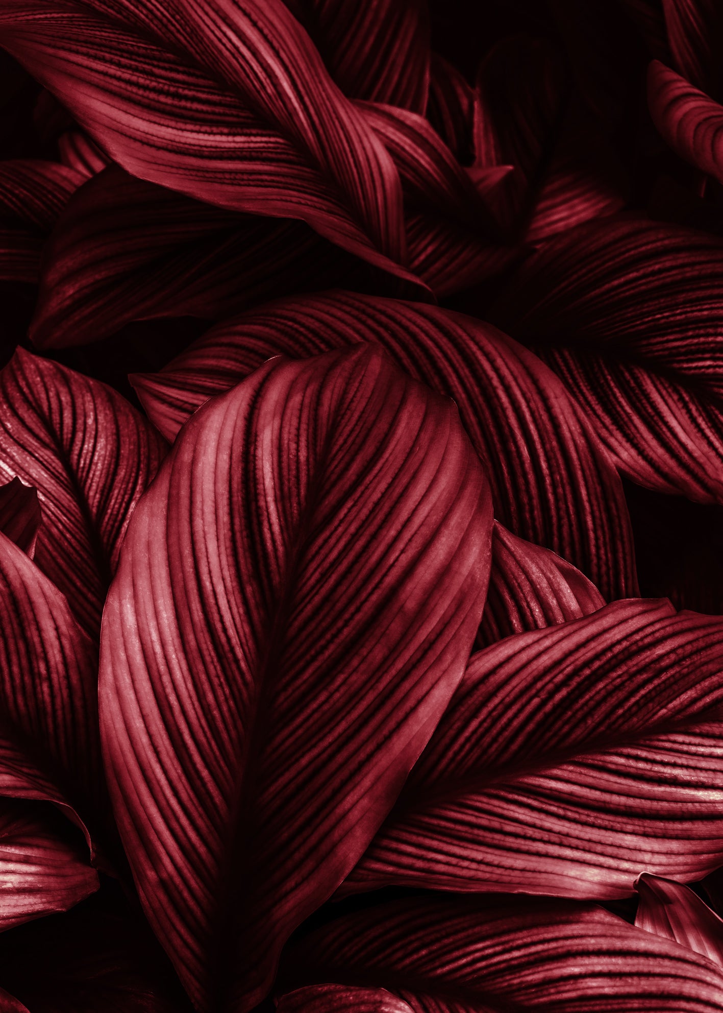 Canvastavla - Viva Magenta Leaf (70x100)