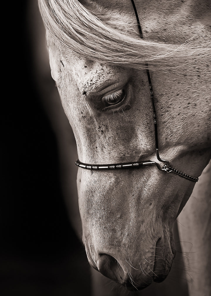 Ljuddämpande tavla - Equestrian Harmony