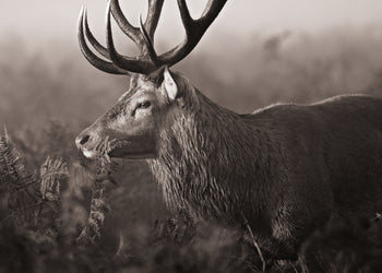 Ljuddämpande tavla - Deer's Graceful Haven