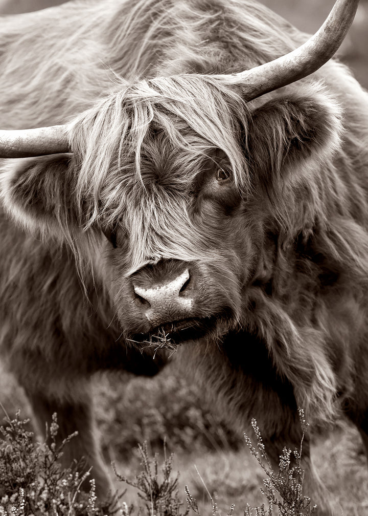 Ljuddämpande tavla - Buffalo in Natural Splendor